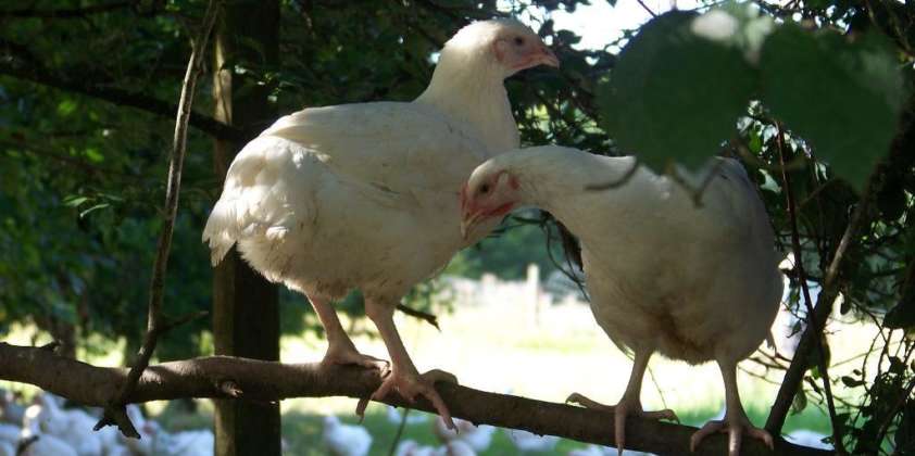 R&J Visit French Poultry Farms