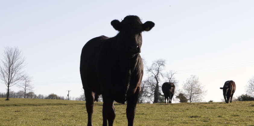Waterford Farm